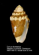 Conus dorreensis
